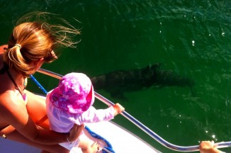 stinky the cayman dolphin charter cayman cheap boat charter cayman islands