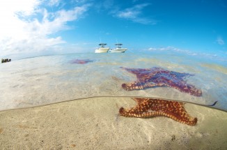Starfish Point grand cayman affordable private boat charter cayman