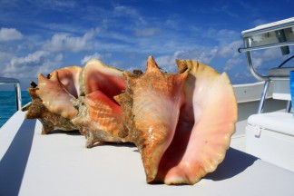 conch shells snorkeling tour grand cayman boat charter
